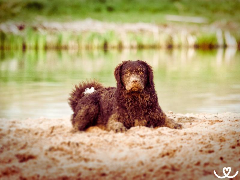 Plemeno-curly-coated-retrivr (7)